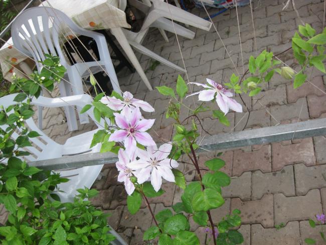 Name:  IMG_8970.jpg
Views: 725
Size:  60.9 KB