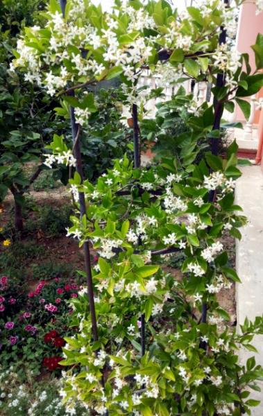 Name:  Star jasmine.jpg
Views: 5062
Size:  64.7 KB