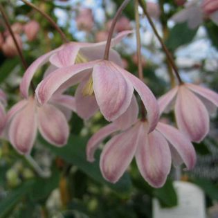 Name:  armandii-appleblossom-2-01.jpg
Views: 970
Size:  23.5 KB