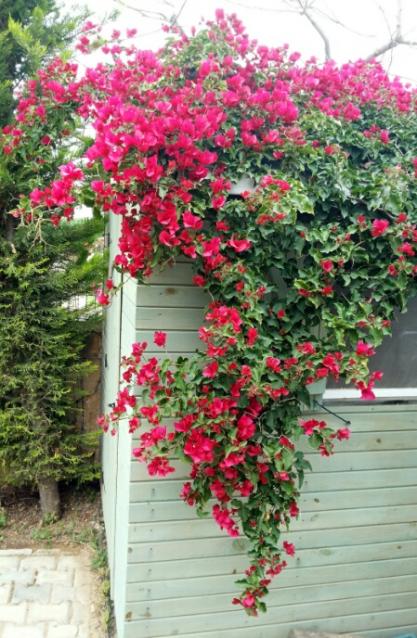 Name:  Bougainvillea.jpg
Views: 1886
Size:  64.5 KB