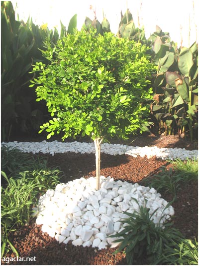 Name:  turuncgilyasemini.jpg
Views: 2169
Size:  64.6 KB
