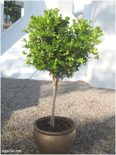 Name:  turuncgilyasemini2.jpg
Views: 1942
Size:  57.7 KB