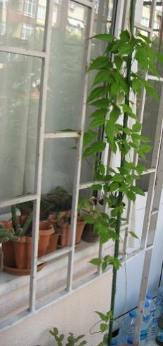 Name:  005.jpg
Views: 1155
Size:  22.1 KB