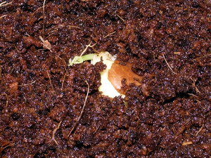 Name:  vignaseed2.jpg
Views: 1532
Size:  58.4 KB