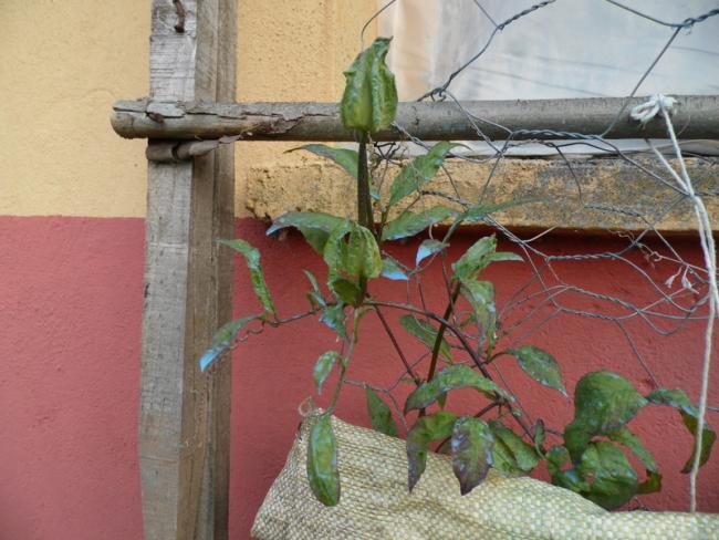 Name:  308.jpg
Views: 1307
Size:  52.7 KB