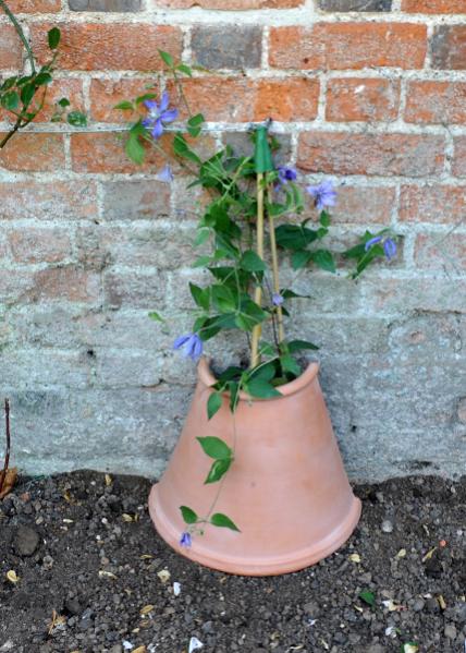 Name:  clematis kk koruyucusu.jpg
Views: 1385
Size:  58.6 KB