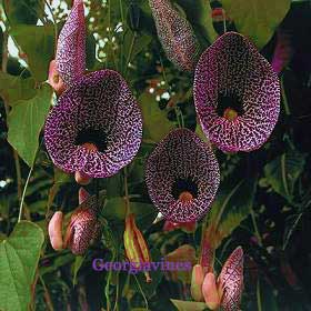 Name:  AristolochiaLittoralis.jpg
Views: 1148
Size:  18.6 KB