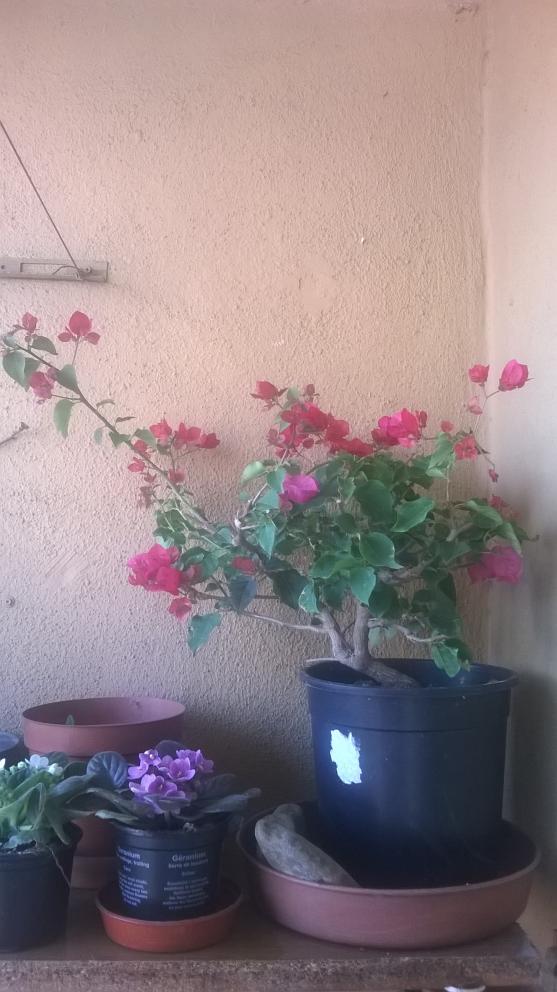 Name:  WP_20150413_003.jpg
Views: 1036
Size:  70.7 KB