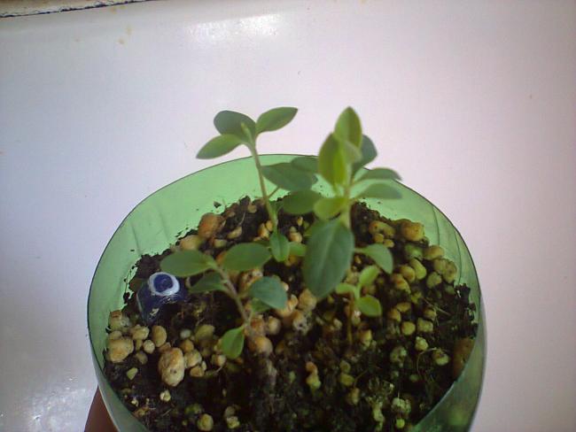 Name:  Enzimden sonra-1.jpg
Views: 1764
Size:  33.0 KB