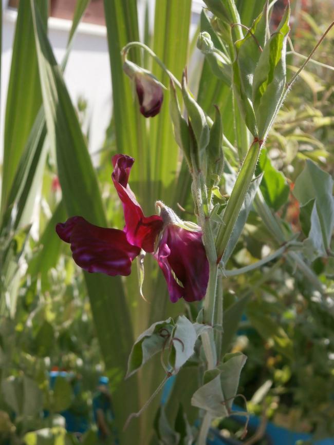 Name:  Kokulu Bezelye iei (Lathyrus odoratus) 1.jpg
Views: 719
Size:  66.9 KB