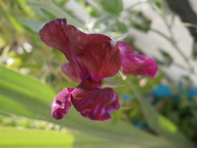Name:  Kokulu Bezelye iei (Lathyrus odoratus) 2.jpg
Views: 657
Size:  27.8 KB