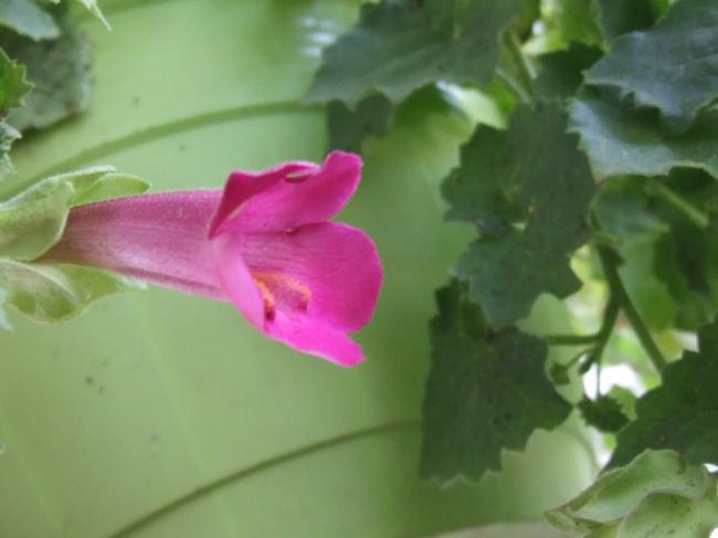 Name:  DSCF0216.jpg
Views: 1060
Size:  26.4 KB