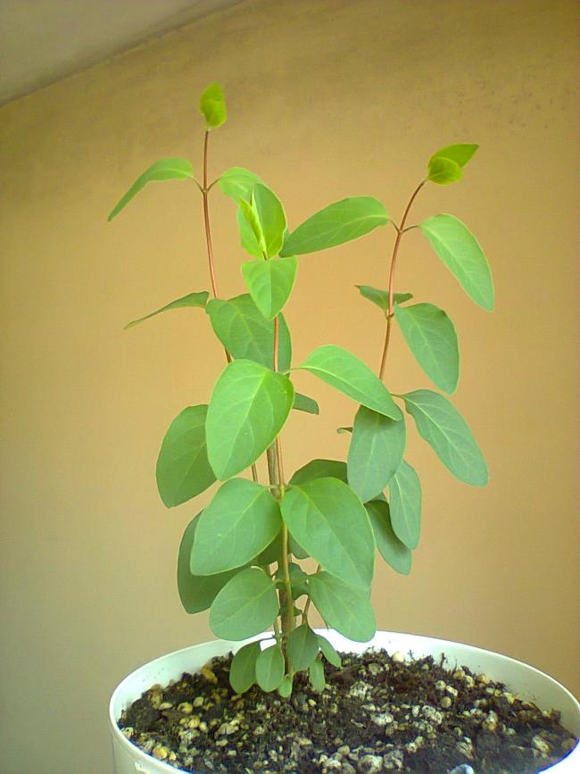 Name:  Hanmelicikler-7.jpg
Views: 2091
Size:  54.5 KB