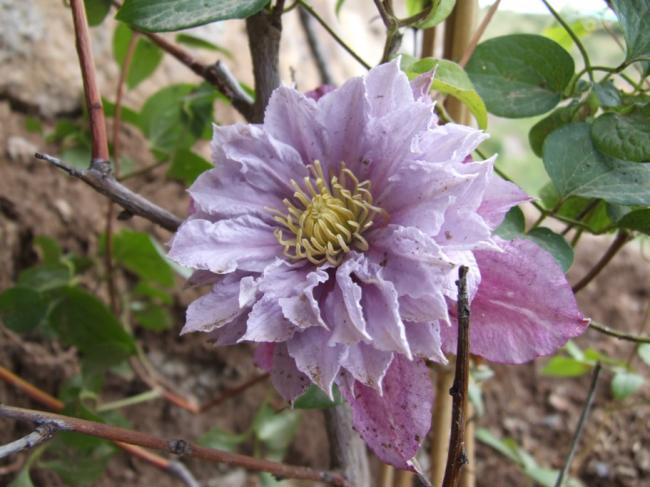 Name:  DSCF0145.jpg
Views: 1189
Size:  49.1 KB