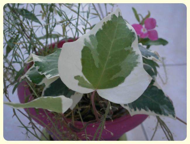 Name:  Hedera.jpg
Views: 4465
Size:  39.3 KB