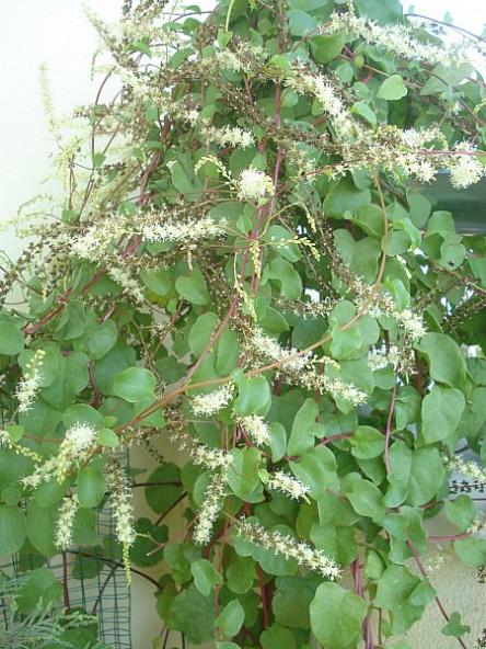 Name:  DSC08039.jpg
Views: 937
Size:  66.2 KB