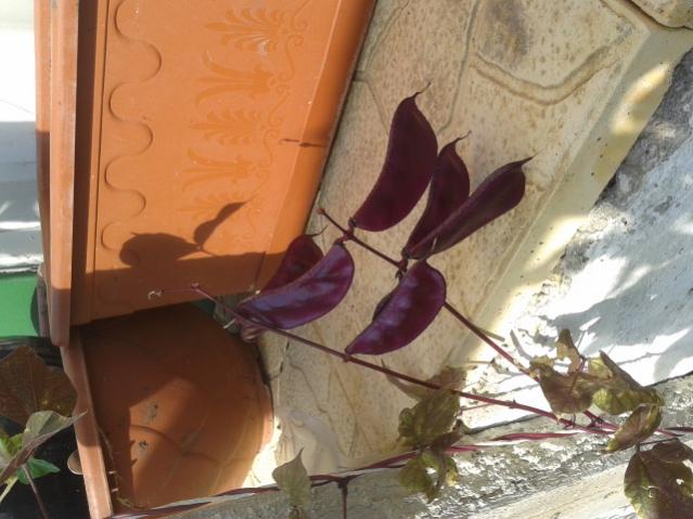 Name:  20151001_110608.jpg
Views: 1230
Size:  45.8 KB