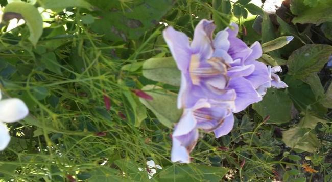 Name:  12063660_10153161178821304_5018609965028335559_n.jpg
Views: 3023
Size:  43.0 KB