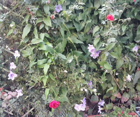 Name:  20151022_175045.jpg
Views: 2952
Size:  73.6 KB