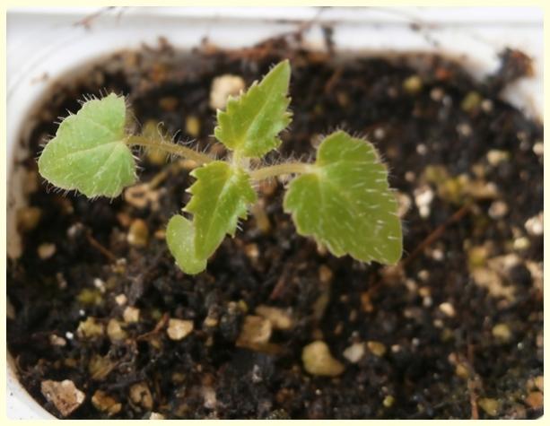 Name:  Mor an Sarmak (Rhodochiton atrosanguineum).jpg
Views: 3011
Size:  38.6 KB