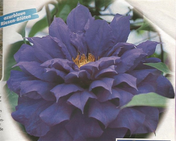 Name:  Clematis (600 x 482).jpg
Views: 1084
Size:  66.6 KB
