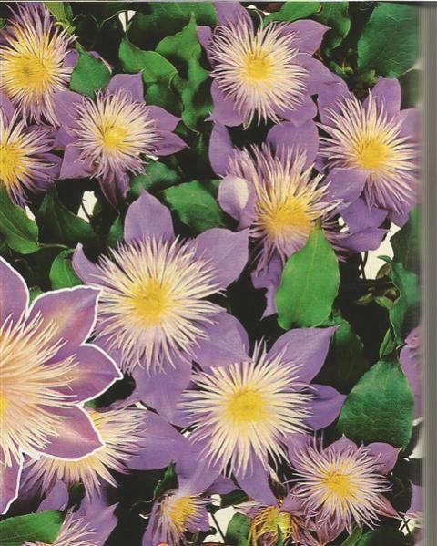 Name:  clematis 2 (481 x 600).jpg
Views: 1072
Size:  65.6 KB