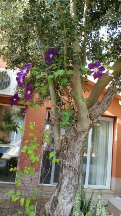 Name:  Clematis W.Nike.jpg
Views: 578
Size:  62.6 KB