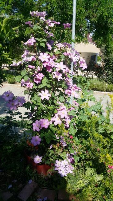Name:  20160519_095925.jpg
Views: 641
Size:  76.8 KB