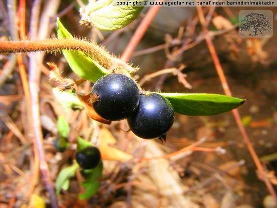 Name:  wm_normal_15488-kasim010.jpg
Views: 2074
Size:  57.5 KB