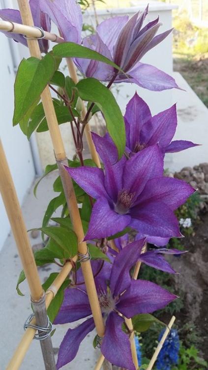 Name:  05062016pazc.jpg
Views: 765
Size:  51.6 KB