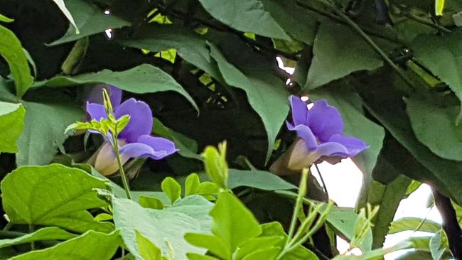 Name:  20160627_062256.jpg
Views: 2439
Size:  42.4 KB