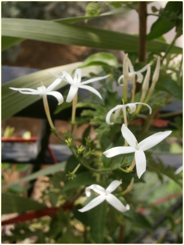 Name:  Jasminum azoricum, Jasminum suaveolens, Jasminum trifoliatum - iek.jpg
Views: 2220
Size:  51.0 KB