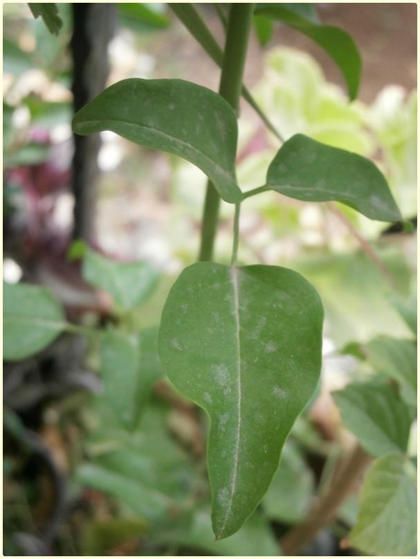 Name:  Jasminum azoricum, Jasminum suaveolens, Jasminum trifoliatum - yaprak.jpg
Views: 2050
Size:  44.6 KB
