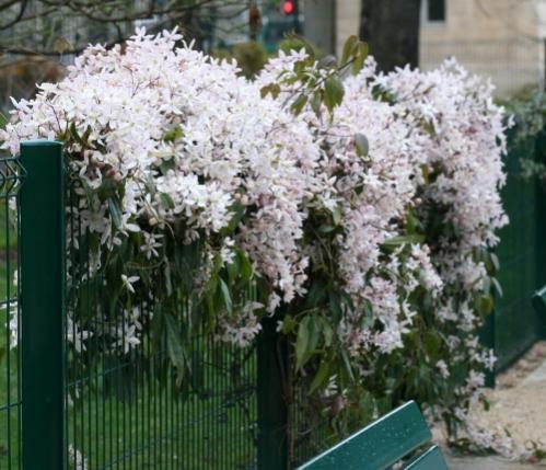 Name:  armandii.jpg
Views: 1534
Size:  44.1 KB