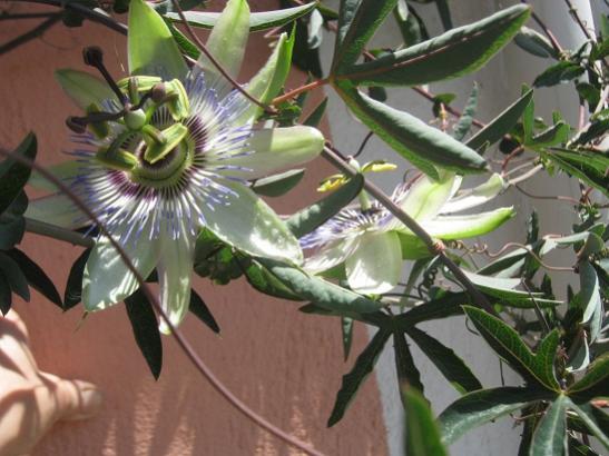 Name:  pasiflora.jpg
Views: 1245
Size:  43.1 KB
