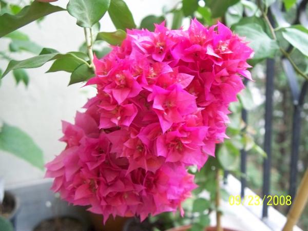 Name:  100_1677.jpg
Views: 3832
Size:  40.0 KB