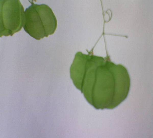 Name:  Image(159).jpg
Views: 5898
Size:  15.8 KB