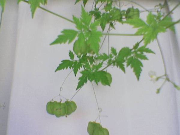 Name:  Image(160).jpg
Views: 5826
Size:  21.1 KB