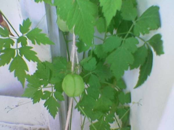 Name:  Image(161).jpg
Views: 5800
Size:  25.2 KB