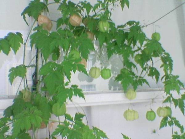 Name:  Image(162).jpg
Views: 7863
Size:  33.8 KB