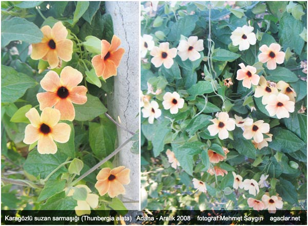 Name:  suzan2.jpg
Views: 1176
Size:  67.9 KB