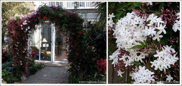 Name:  Jasminum polyanthum.jpg
Views: 4389
Size:  50.6 KB