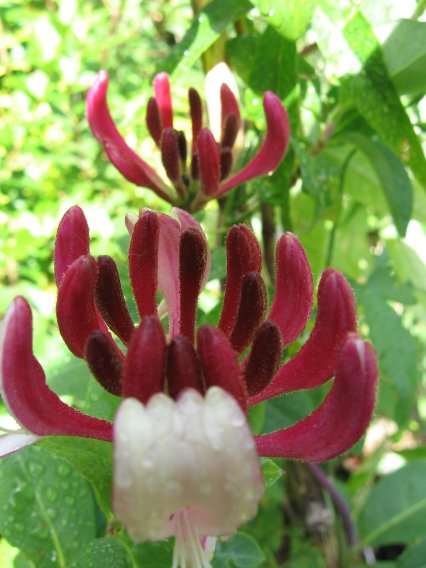 Name:  hanimeli2.jpg
Views: 32641
Size:  49.7 KB