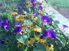 Name:  Image(372) (WinCE).jpg
Views: 4289
Size:  13.8 KB