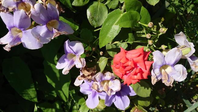 Name:  DSCPDC_0001_BURST20170718170241187.jpg
Views: 2251
Size:  48.7 KB