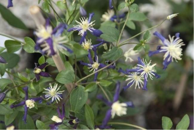 Name:  x aromatica.jpg
Views: 1024
Size:  42.2 KB