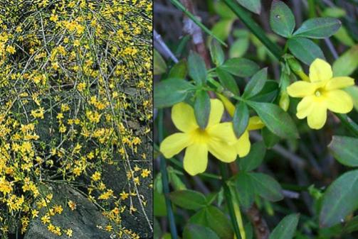 Name:  Winter-Jasmine-Jasminum-nudiflorum-.jpg
Views: 2887
Size:  45.8 KB