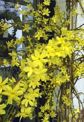 Name:  winterjasmin.jpg
Views: 3336
Size:  30.9 KB