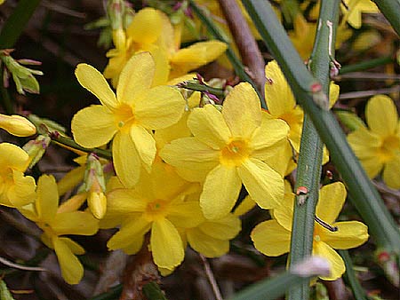 Name:  PRjas.JPG
Views: 5847
Size:  34.4 KB