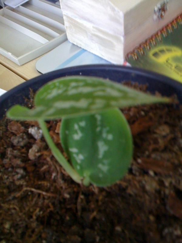 Name:  IMG_0172.jpg
Views: 16031
Size:  46.8 KB